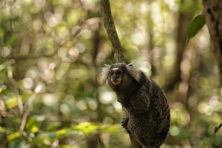 Small marmoset monkey sitting on a tree branch in a forest setting.